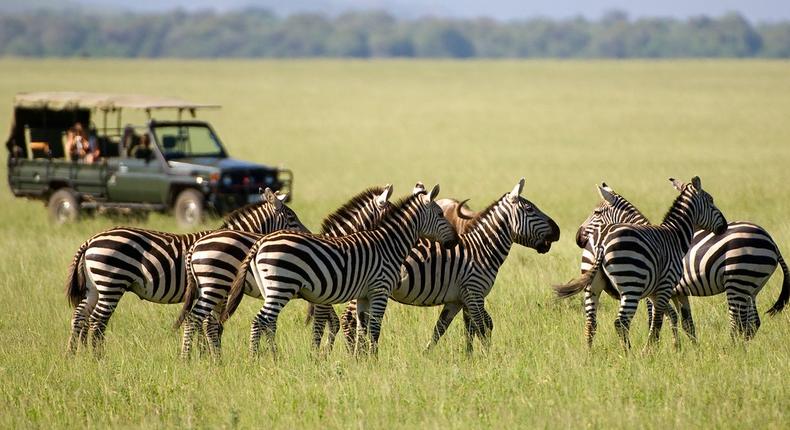 Image of zebras in the Savannah as tourists look on [Photo: Courtesy]