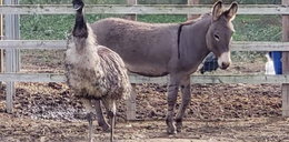 Wielka miłość w azylu dla uratowanych zwierząt. Emu i osioł są nierozłączni!