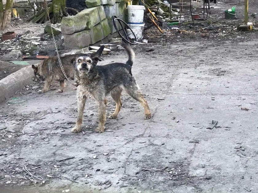 Dramat tych zwierząt trwał kilka miesięcy