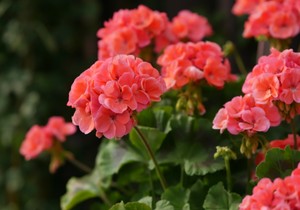 Kada izneti muškatle napolje i kako ih pripremiti za bujno cvetanje do jeseni