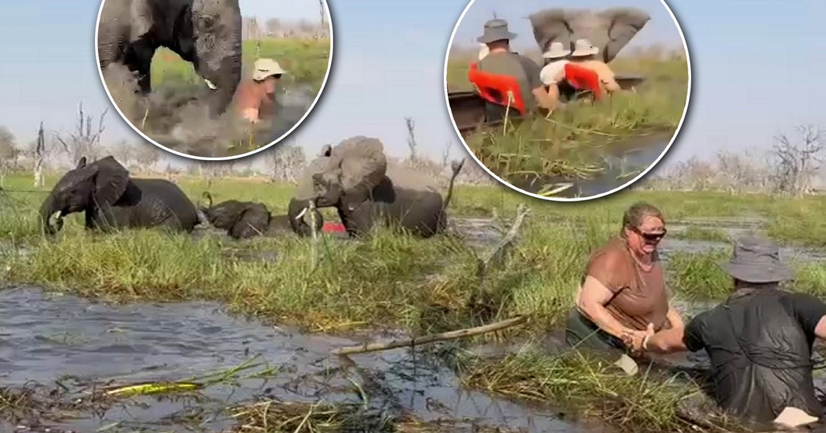 Słoń zaatakował turystów. Przerażające nagranie obiegło sieć. Można mówić o cudzie