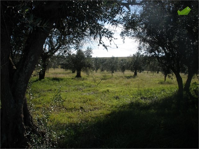 Szukając relaksu w przyjemnej aurze, ale za znacznie niższe pieniądze warto rozejrzeć się za okazjami na portugalskim rynku nieruchomości. Tam to bowiem można znaleźć działki w niezwykle przystępnych cenach, a warto pamiętać, że w Portugalii nawet zimą śnieg to rzadkość. 
Jeśli wierzyć ofertom zamieszczonym na portalu Casa Sapo, to za 2 tys. euro można stać się właścicielem działki o powierzchni 3 750 m kw. Do działki jest dobry dojazd, a na jej terenie znajdują się drzewa oliwne i migdałowce. Lokalizacja? 4 km od zapory Alqueva. Zdjęcie: Gaj oliwny w Portugalii, źródło casasapo.pt