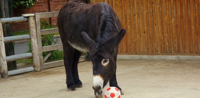 Papszun czy Probierz? Osioł Zidane wytypował nowego trenera kadry piłkarskiej