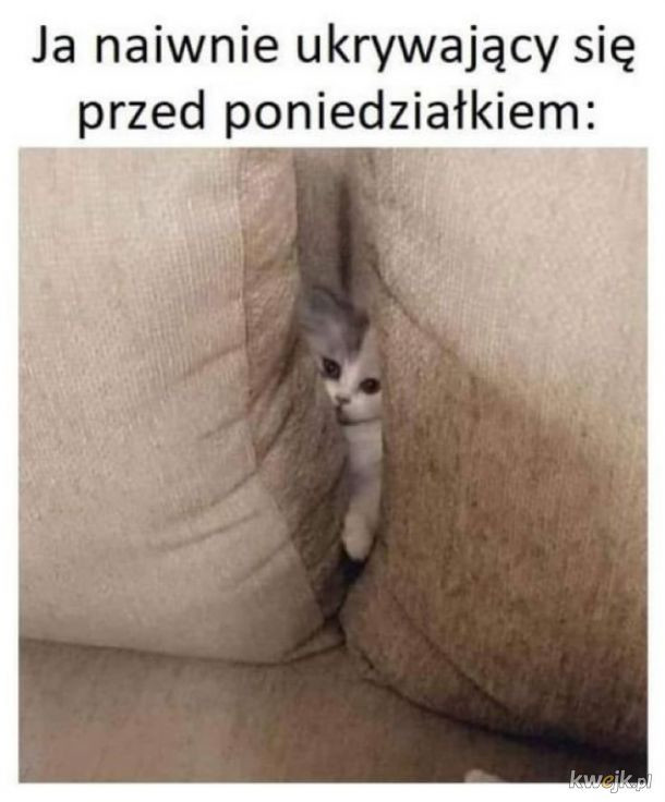 Poniedziałek — najlepsze memy