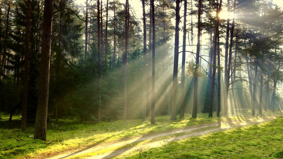 Przejazd leśną ścieżką potrafi być niezwykle przyjemny, Mazury