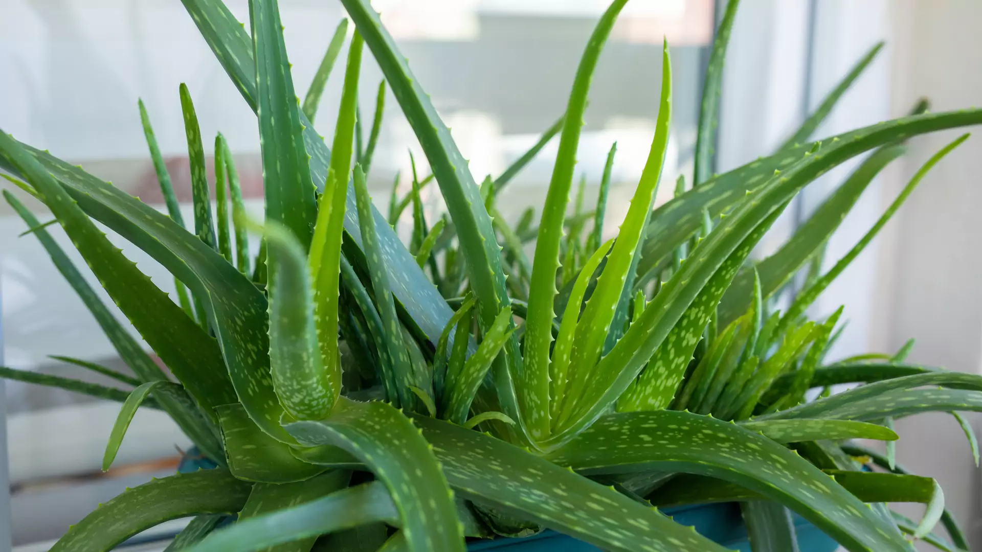 Aloes – cudowna roślina, która pomoże ci schudnąć i wyleczyć trądzik