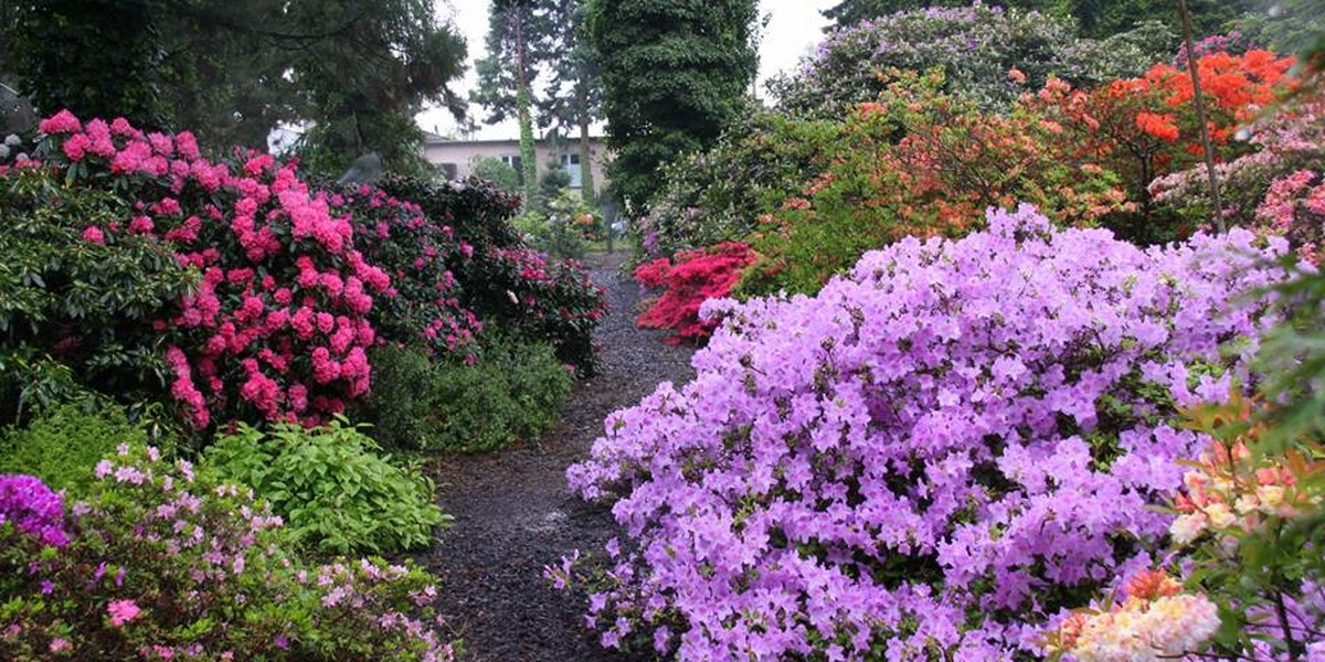 Arboretum Kórnickie zakwitło