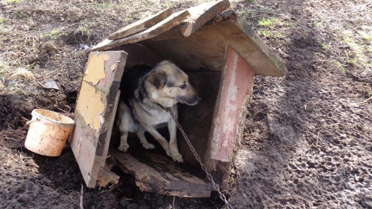 Pozostawione same sobie, bite, kopane, wyrzucane przez okno… Kolejne interwencje Ogólnopolskiego Towarzystwa Ochrony Zwierząt "Animals" pokazują, że wielu właścicieli psów jest głuchych na prośby i ślepych na obowiązujące prawo. Inspektorzy każdego dnia stykają się z przypadkami niehumanitarnego traktowania zwierząt. Dopóki prawo nie zostanie zaostrzone, dopóty ludzie znęcać się będą nad czworonogami.