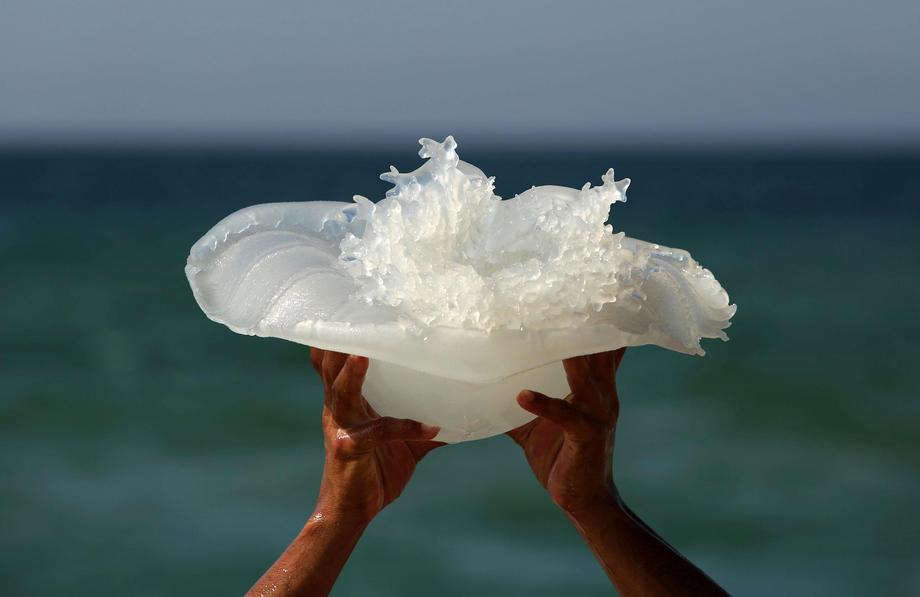 Gaza Jellyfish
