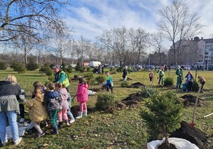Sadnja novogodišnjih jelki