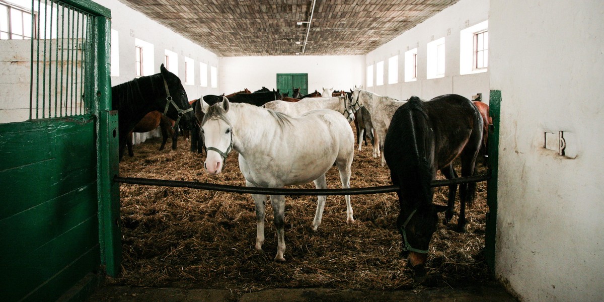 Stadnina Koni w Janowie Podlaskim 