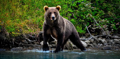 Niedźwiedź więził człowieka tygodniami w swojej norze? To nieprawda