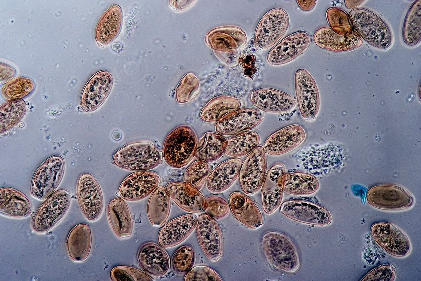 Jaja pljosnatog crva