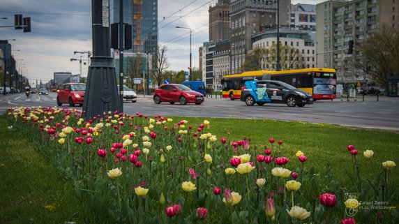 Warszawa: w ciągu dwóch lat posadzono blisko milion tulipanów. Teraz kwitną