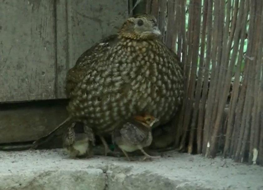 Mali mieszkańcy Nowego Zoo