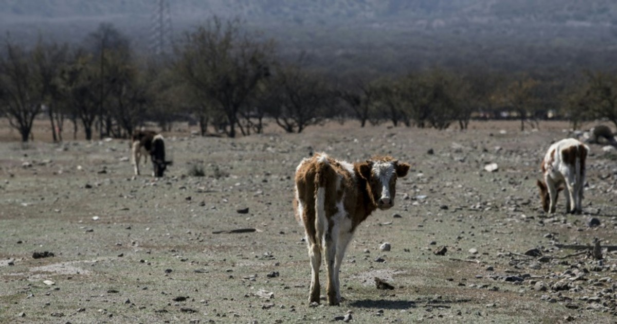 Chile's drought killing thousands of farm animals [ARTICLE ...