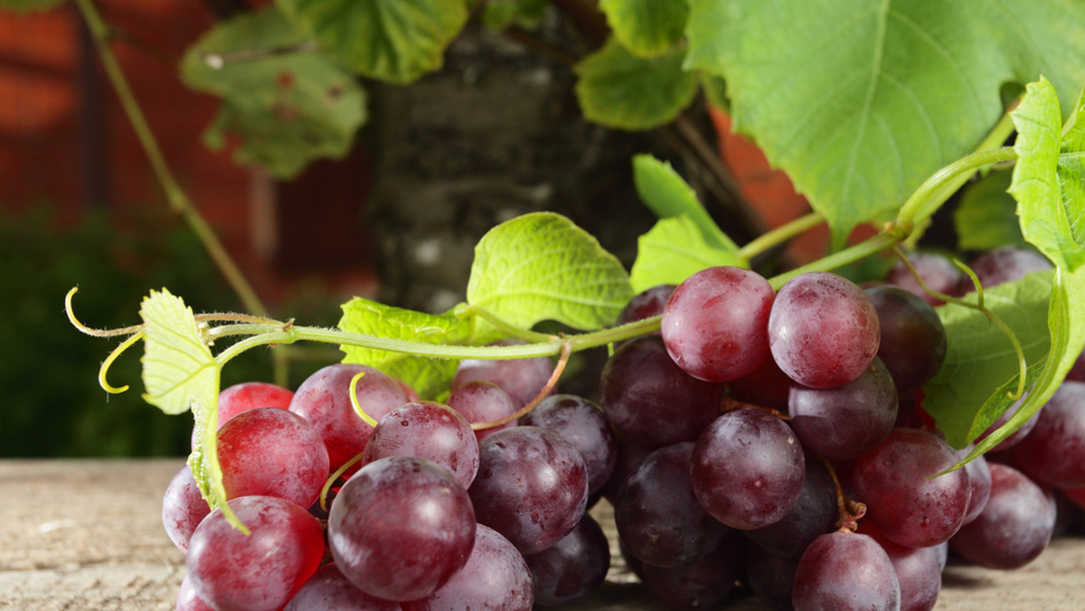 Kolejnym skarbem natury, jaki docenili kosmetolodzy są czerwone winogrona. Chodzi o organiczny związek chemiczny resweratrol, który występuje w skórce tych owoców. Badania pokazują, że związek ten nie tylko odmładza, ale także chroni skórę.
Weź udział w KONKURSIE i wygraj zaproszenie na zakupy w wybranym sklepie Reserved o wartości 250 PLN!