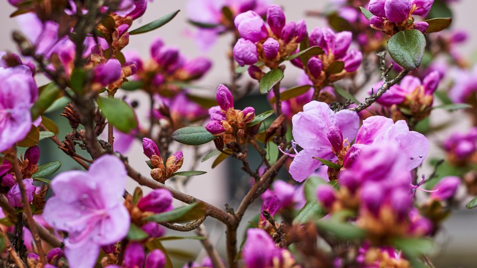 Masz  w ogrodzie rododendron? Nie przegap tej daty