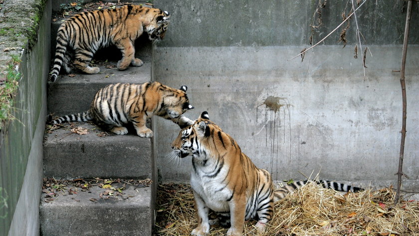 Bójka tygrysów w łódzki ZOO zakończyła się tragicznie