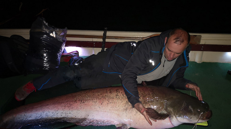 215 centi hosszú és 60 kiló ez az édesvízi óriás /Fotó: Tisza-tavi Sporthorgász Kft 