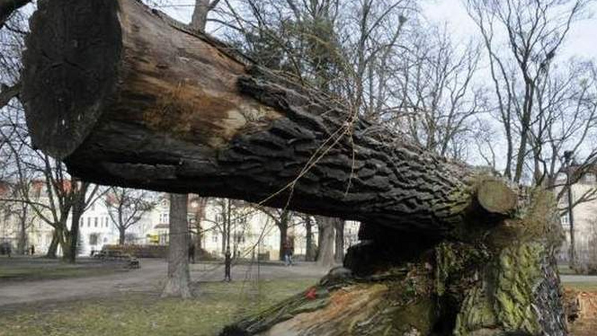 Samorządowe Kolegium Odwoławcze orzekło, że decyzja o wycince drzew i przesadzeniu krzewów w parku Kochanowskiego jest nieważna.