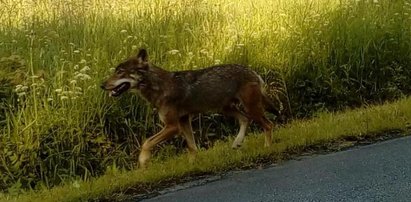 Przebadali wilka, który pogryzł dzieci. Zaskakujące wyniki sekcji