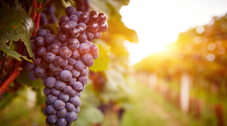A francia borvidéken kiváló borok készülnek, ezekből ajánlunk most az ünnepi asztalra / Fotó: Shutterstock