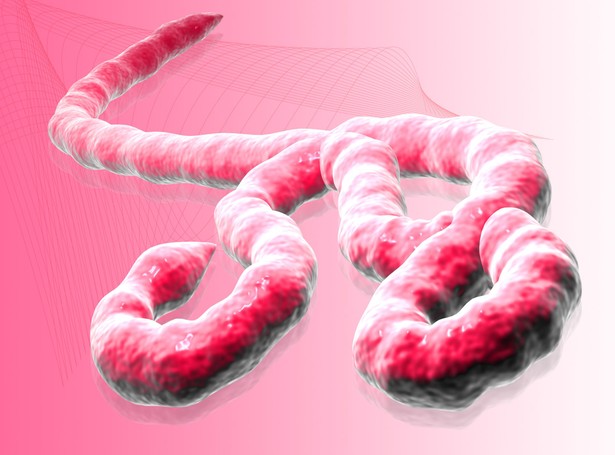 WHO przyznaje: Ebola w Afryce poza kontrolą