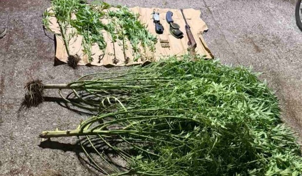 Plantaža marihuane u Nikšiću