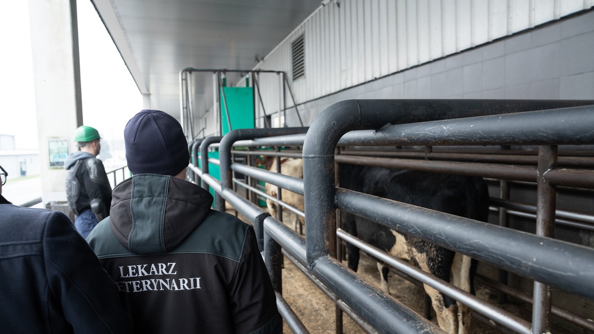 Przemoc wobec zwierząt w firmie Sokołów. Jest śledztwo po reportażu Onetu