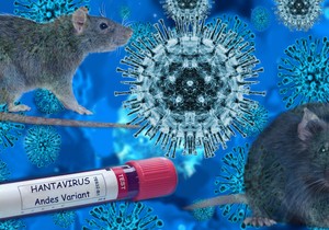Hantavirus šire glodari