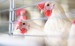 Czy ptasia grypa przenosi się na ludzi? Globalna epidemia się nasila