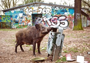 divlja svinja foto profimedia-0282732358