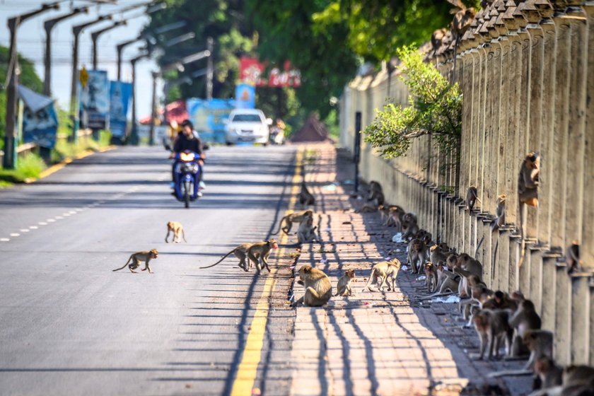 Małpy sieją postrach w tajskim Lopburi