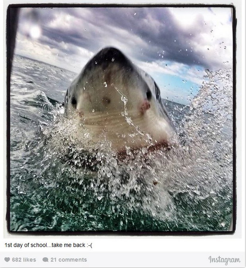 Przerażające, zimne spojrzenie rekina