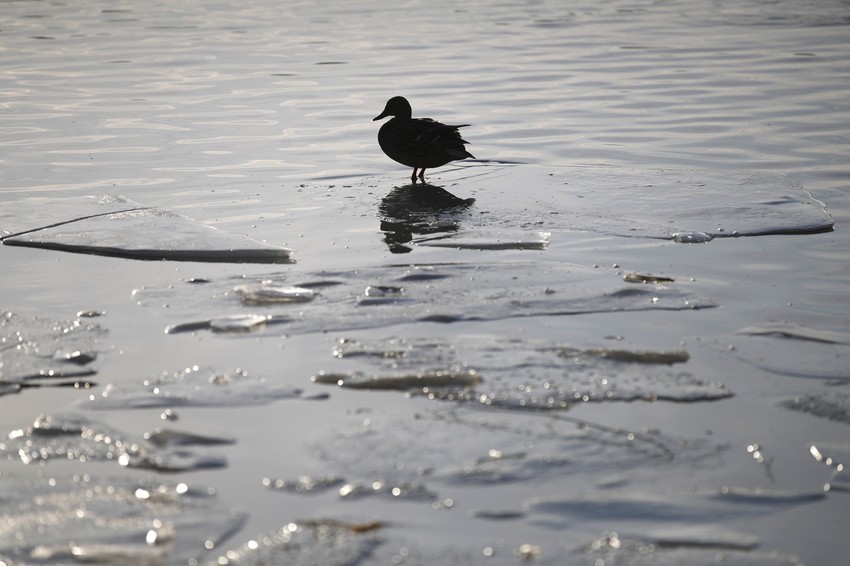 Sredina januara u Moskvi