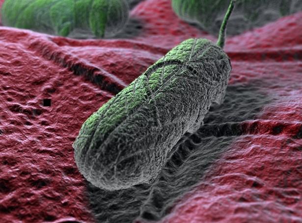 Salmonella wraca. Odporna na leki!