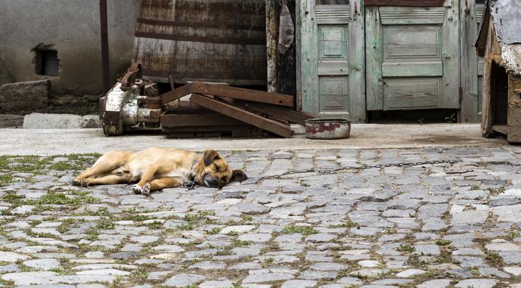 MEGRÁZÓ! Így váltak kóbor kutyává a Csernobilban hagyott házikedvencek