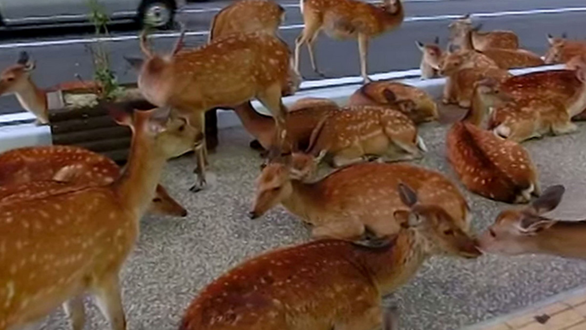 "Witaj w dolinie Bambi!" - śmieje się autorka tego nagrania. Komiczne zajście miało miejsce w jednym z miasteczek w Japonii. Jelenie uciekły z pobliskiego parków ochronnych. Najwidoczniej uznały, że ruchliwa ulica, to lepszy przystanek.