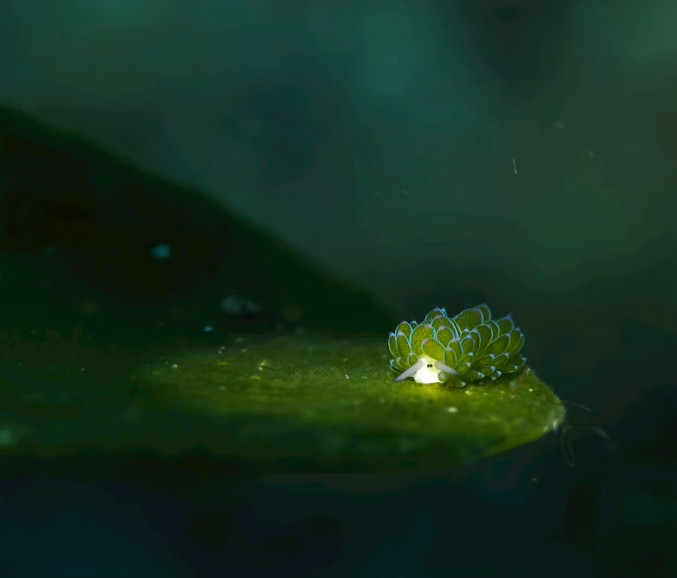 Morský slimák Costasiella kuroshimae.