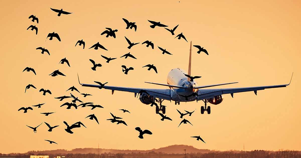 How repeated bird strikes in Nigeria grounded two Airbus in 24 hours