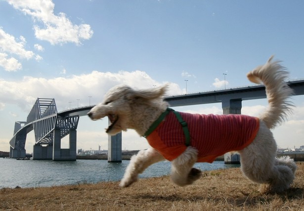 Nowy symbol Tokio - Tokyo Gate Bridge - ma 2618 metrów długości (1). Fot. Tomohiro Ohsumi/Bloomberg.