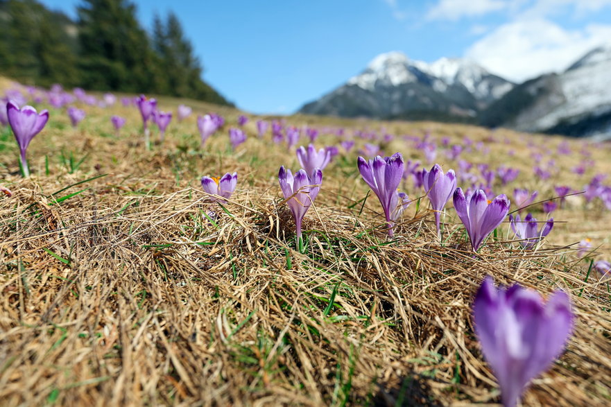 Krokusy kwitnące na polanie w Dolinie Chochołowskiej w Tatrach, 26.03.2024