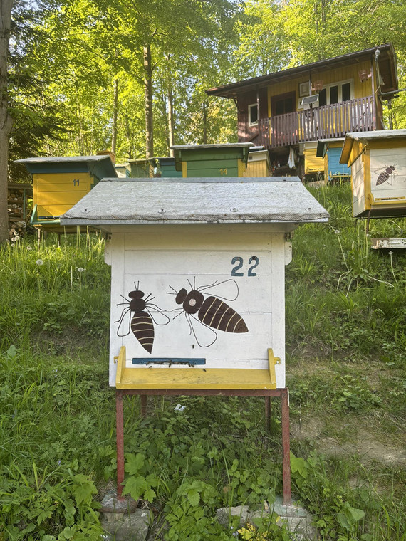 W pasiece pana Eugeniusza znajduje się 50 uli, które samodzielnie zbudował i ozdobił