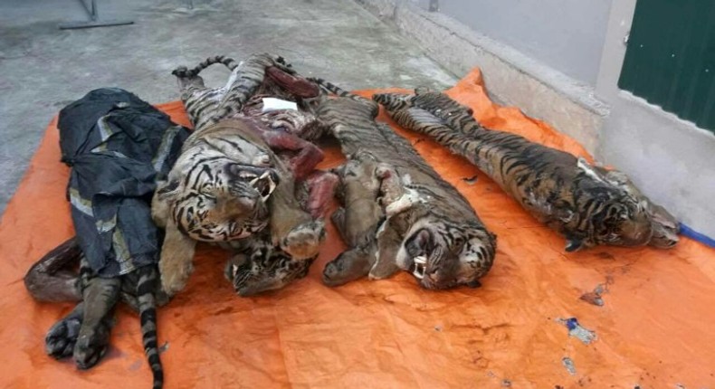 Five frozen tigers seized by local authorities in central Vietnam's Nghe An province, pictured on March 20, 2017