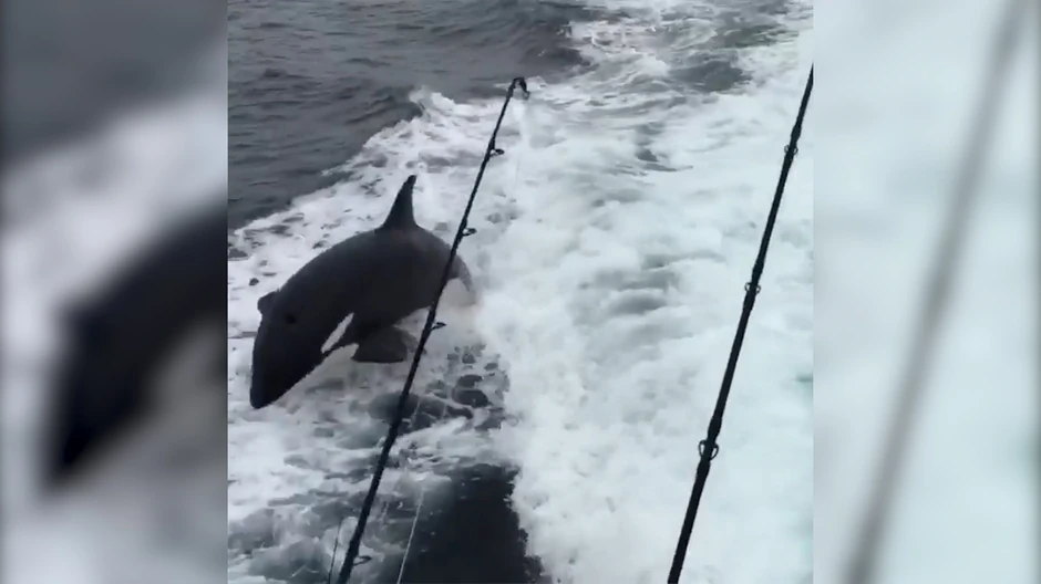 Kitovi ubice inače ne napadaju ljude