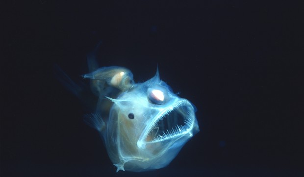 Riba anglerfish