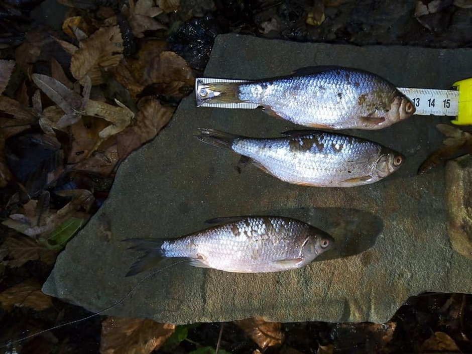 Ujawniono dziesiątki wyławianych z jezior Międzybrodzkiego i Żywieckiego niewymiarowych ryb