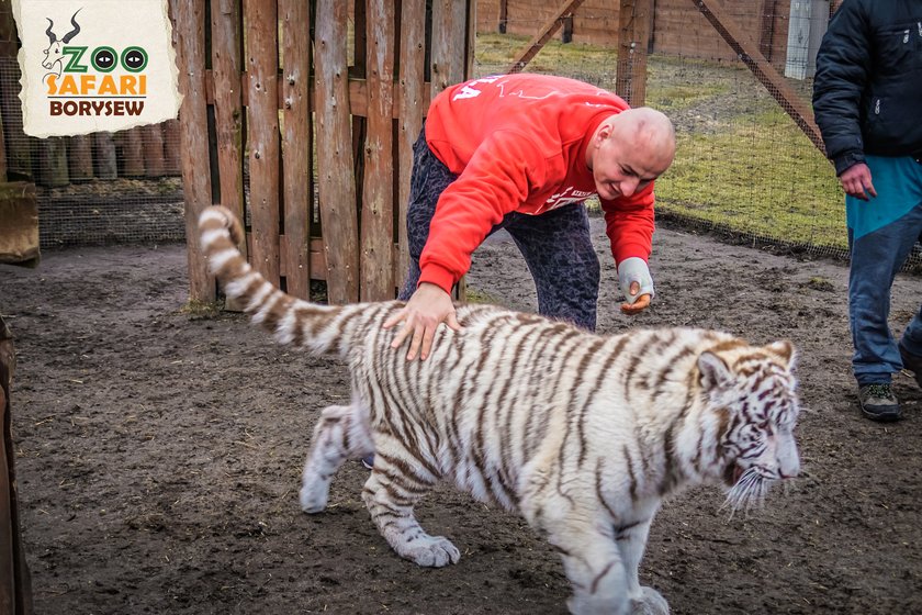 Artur Szpilka i Andrzej Wawrzyk bawili się z tygrysami