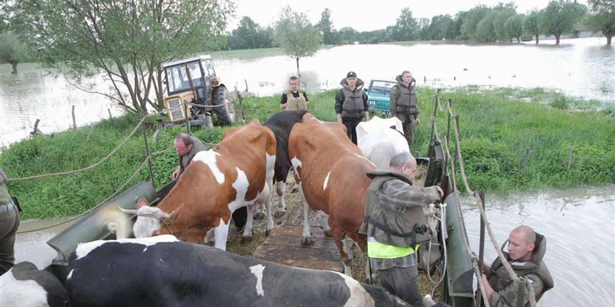 Śmierć, głód i zaraza